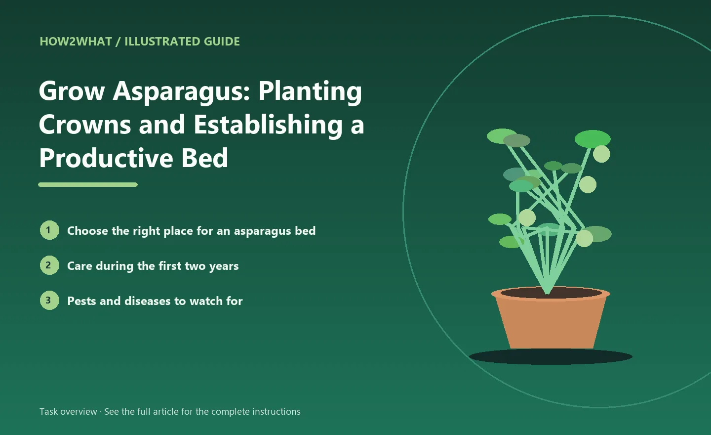 Illustrated task overview for How to Grow Asparagus: Planting Crowns and Establishing a Productive Bed