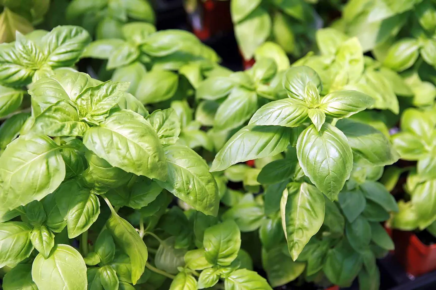 Photograph of Ocimum basilicum 8zz illustrating how to grow basil: from seed to a regular supply of fresh leaves