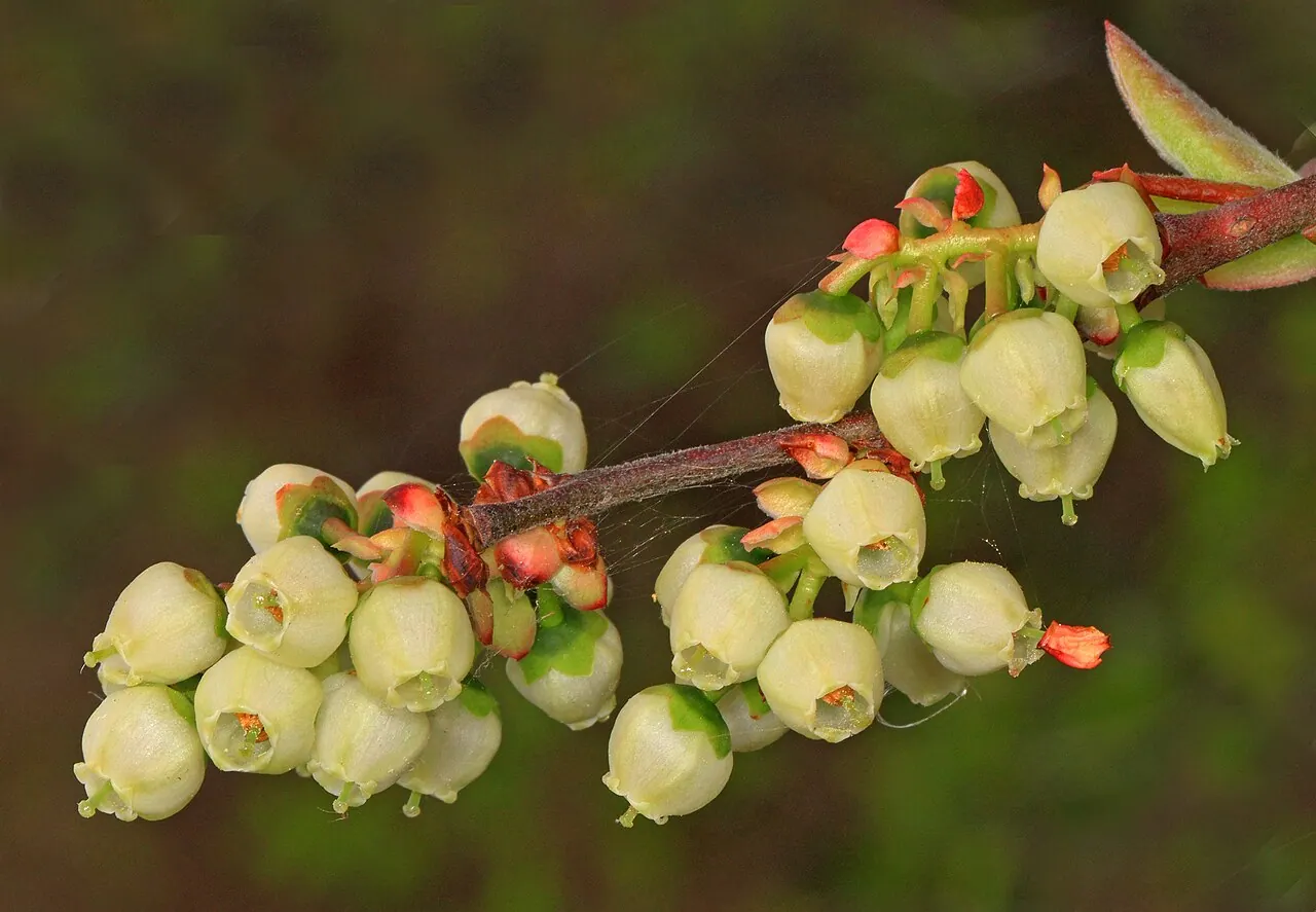 Photograph illustrating grow blueberries in pots in the uk