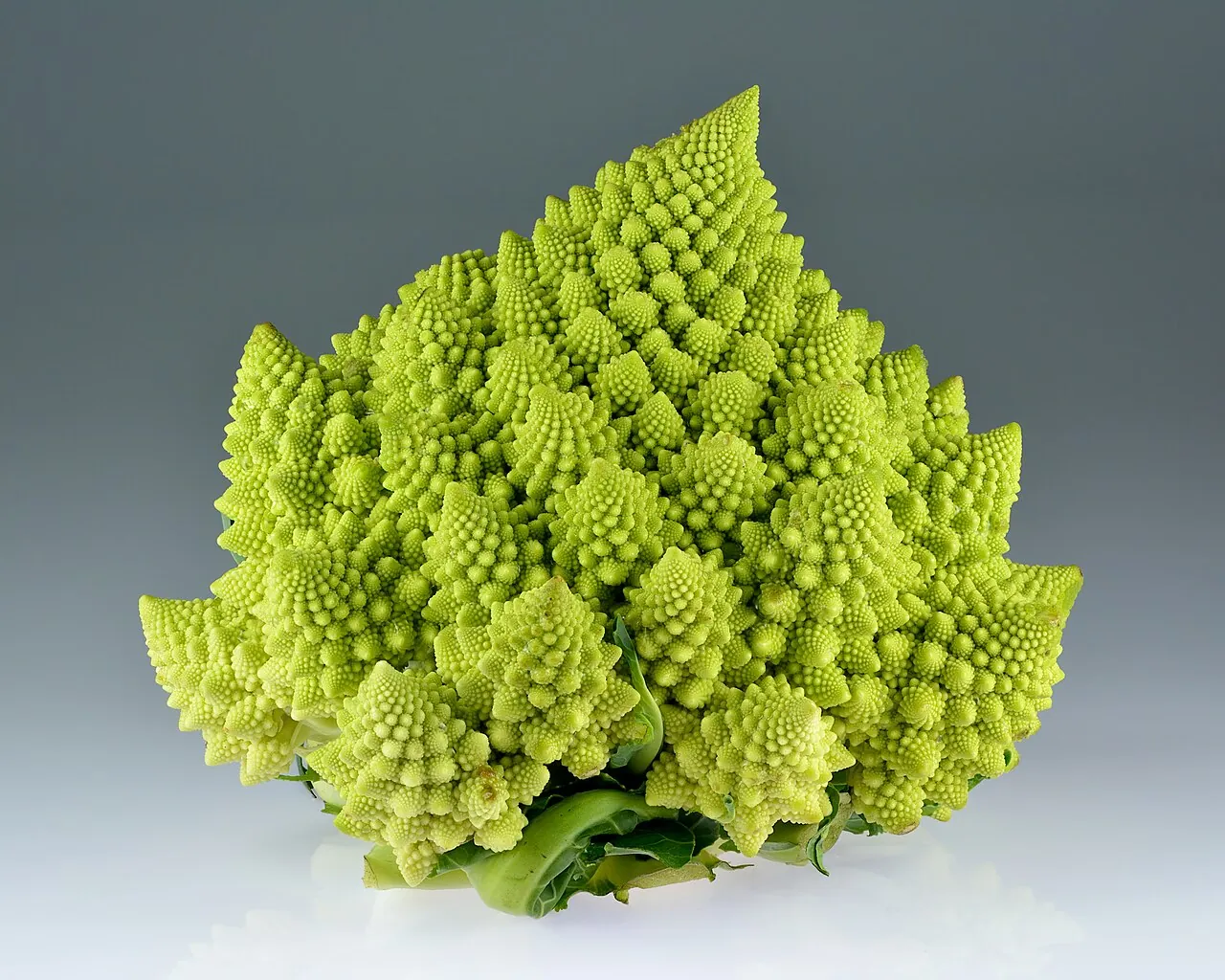 Photograph illustrating grow broccoli in the uk: sowing, planting and harvesting