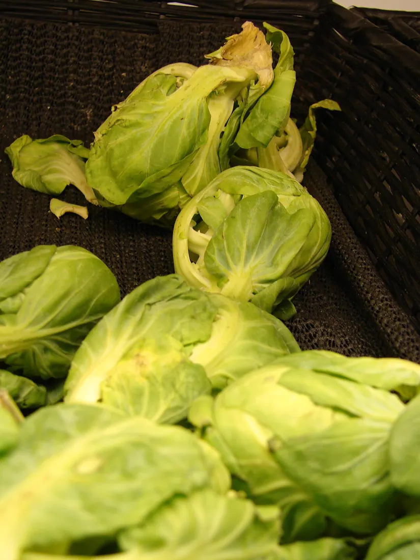 Photograph illustrating grow brussels sprouts in the uk, from seed to winter harvest