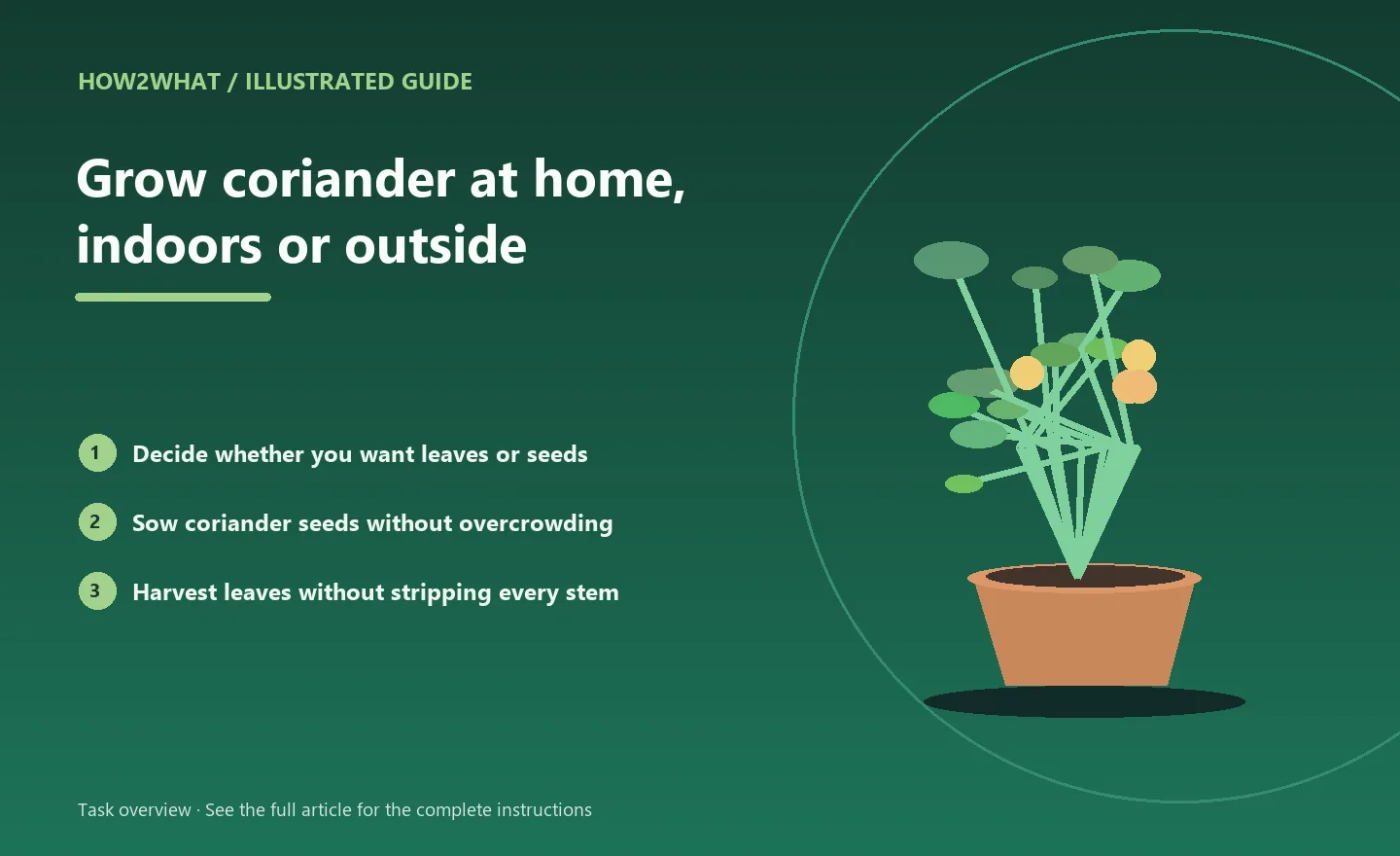 Illustrated task overview for How to grow coriander at home, indoors or outside