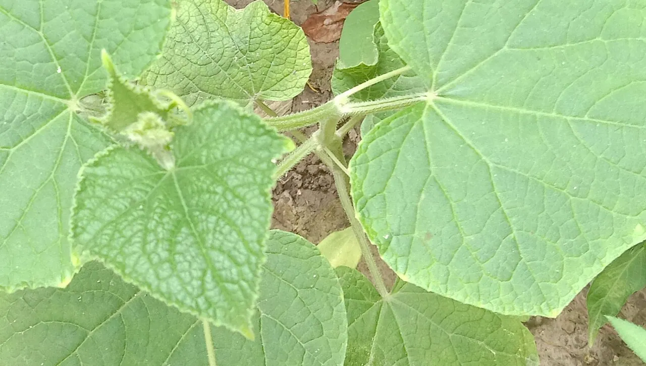 Photograph illustrating grow cucumbers in the uk, indoors or outdoors