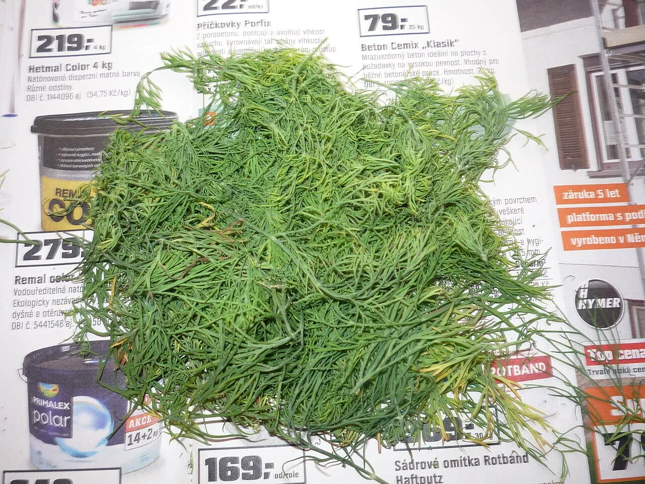 Photograph illustrating grow dill: sowing, caring for and harvesting the herb
