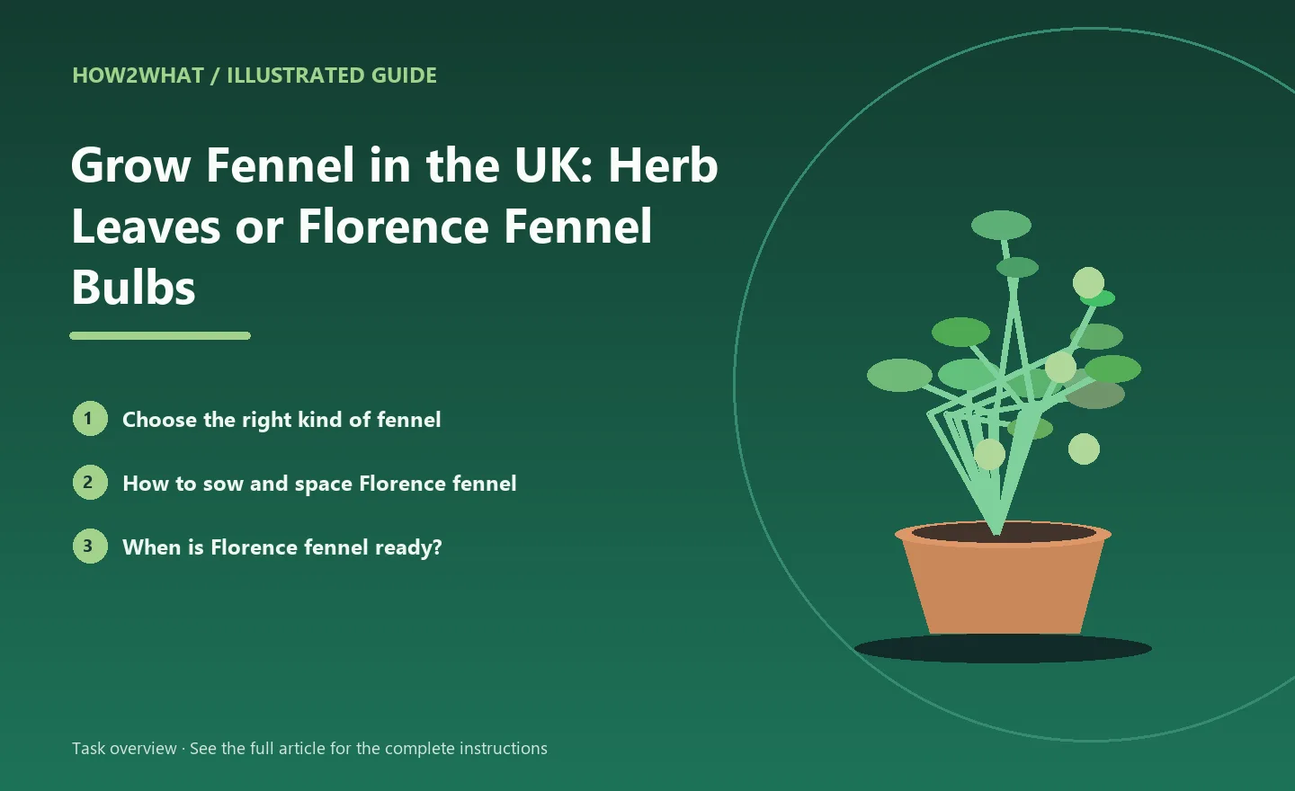 Illustrated task overview for How to Grow Fennel in the UK: Herb Leaves or Florence Fennel Bulbs