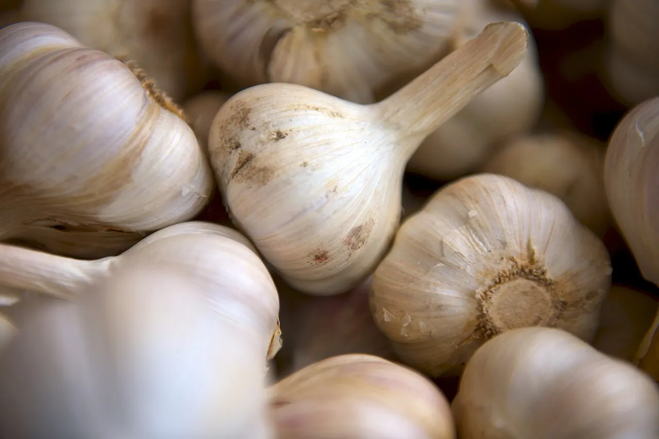 Photograph illustrating grow garlic in the uk: planting, care, harvest and storage
