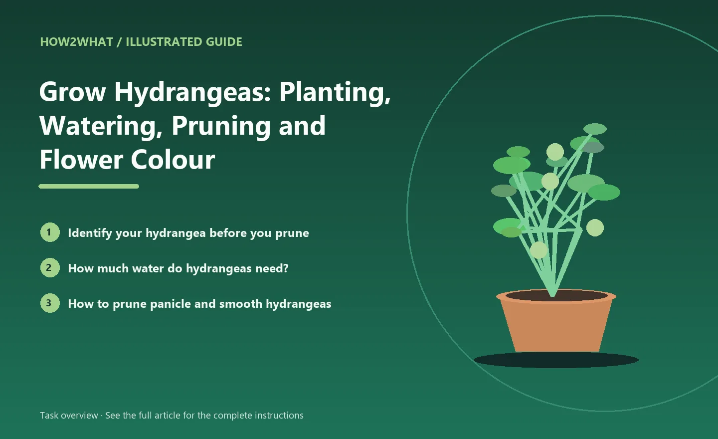 Illustrated task overview for How to Grow Hydrangeas: Planting, Watering, Pruning and Flower Colour