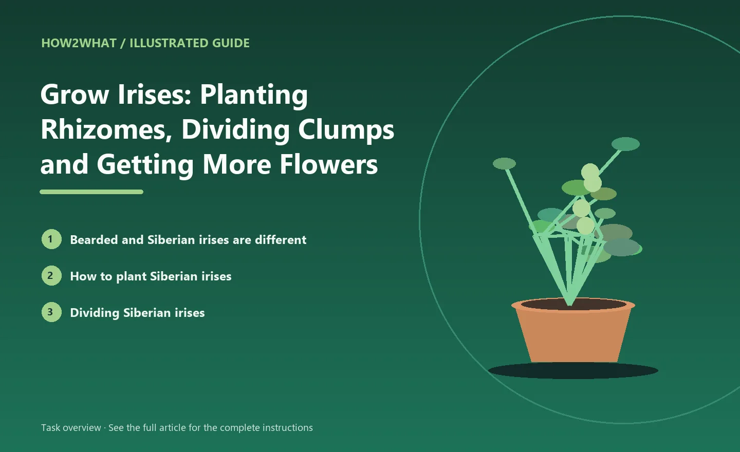 Illustrated task overview for How to Grow Irises: Planting Rhizomes, Dividing Clumps and Getting More Flowers