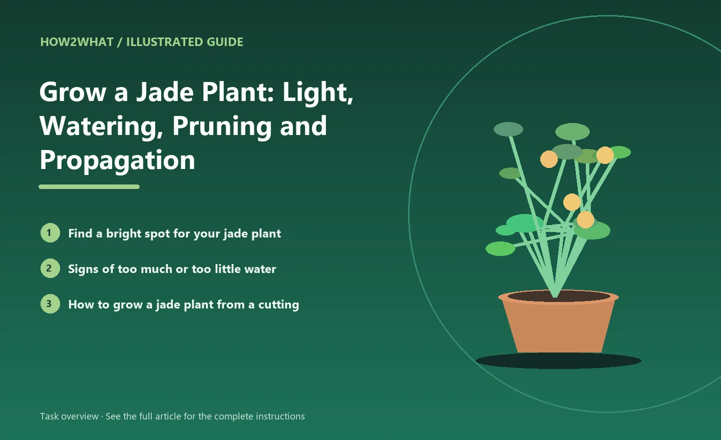 Illustrated task overview for How to Grow a Jade Plant: Light, Watering, Pruning and Propagation
