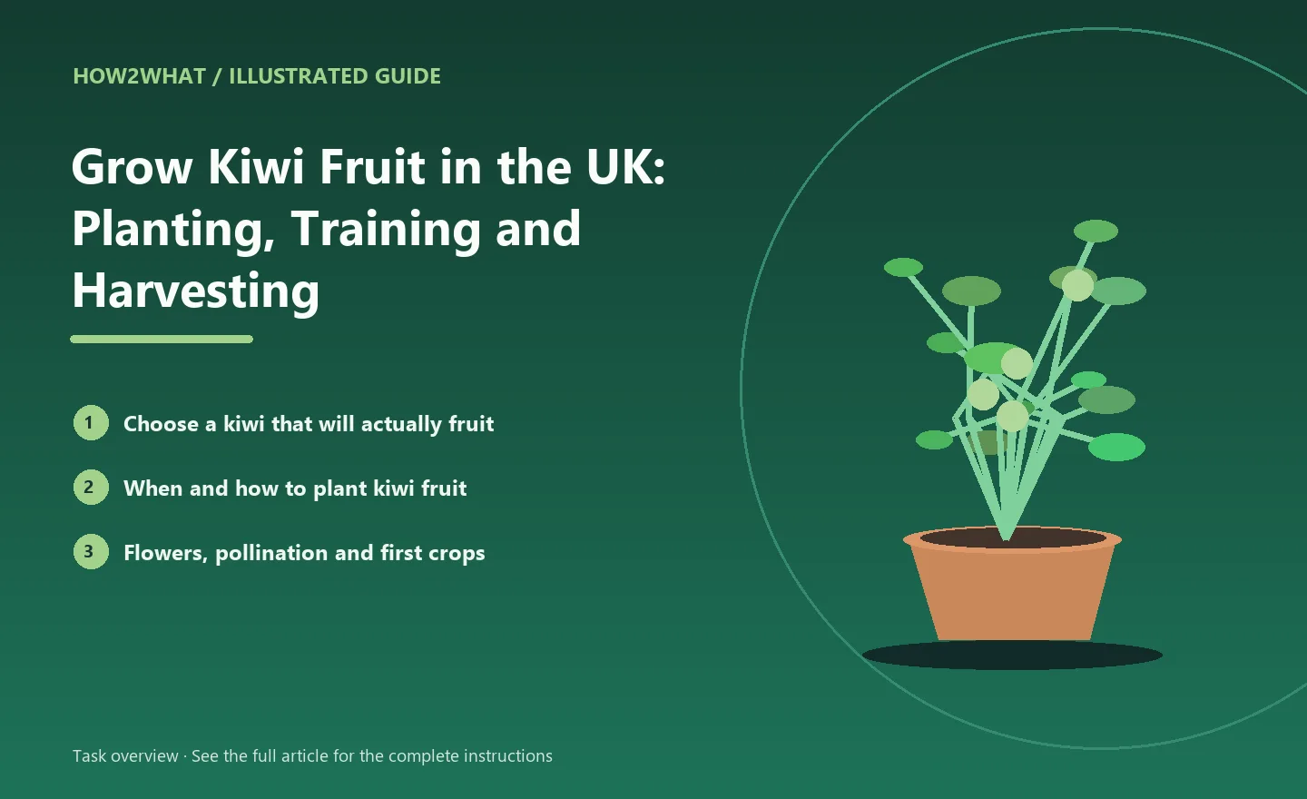 Illustrated task overview for How to Grow Kiwi Fruit in the UK: Planting, Training and Harvesting