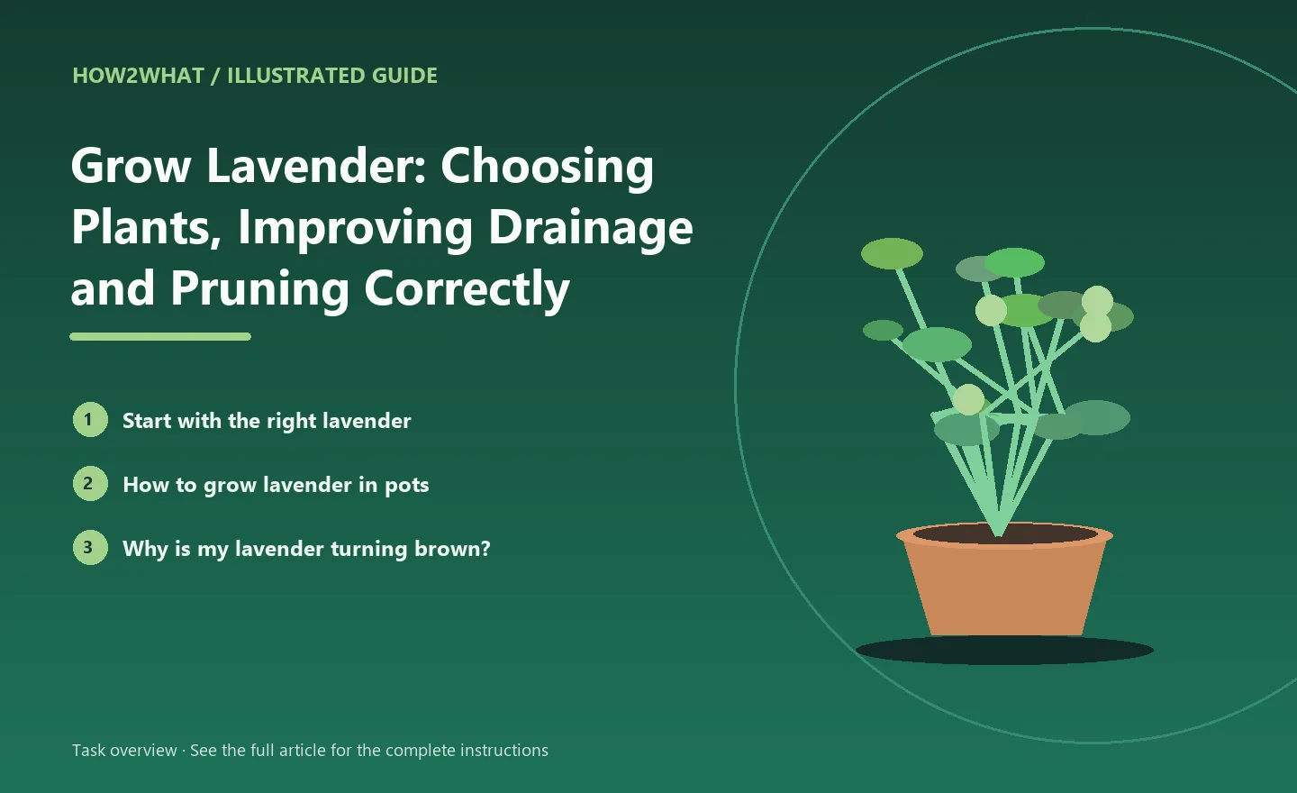 Illustrated task overview for How to Grow Lavender: Choosing Plants, Improving Drainage and Pruning Correctly