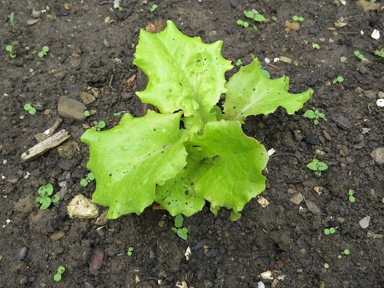 Photograph illustrating grow lettuce in the uk for a steady supply of salad leaves