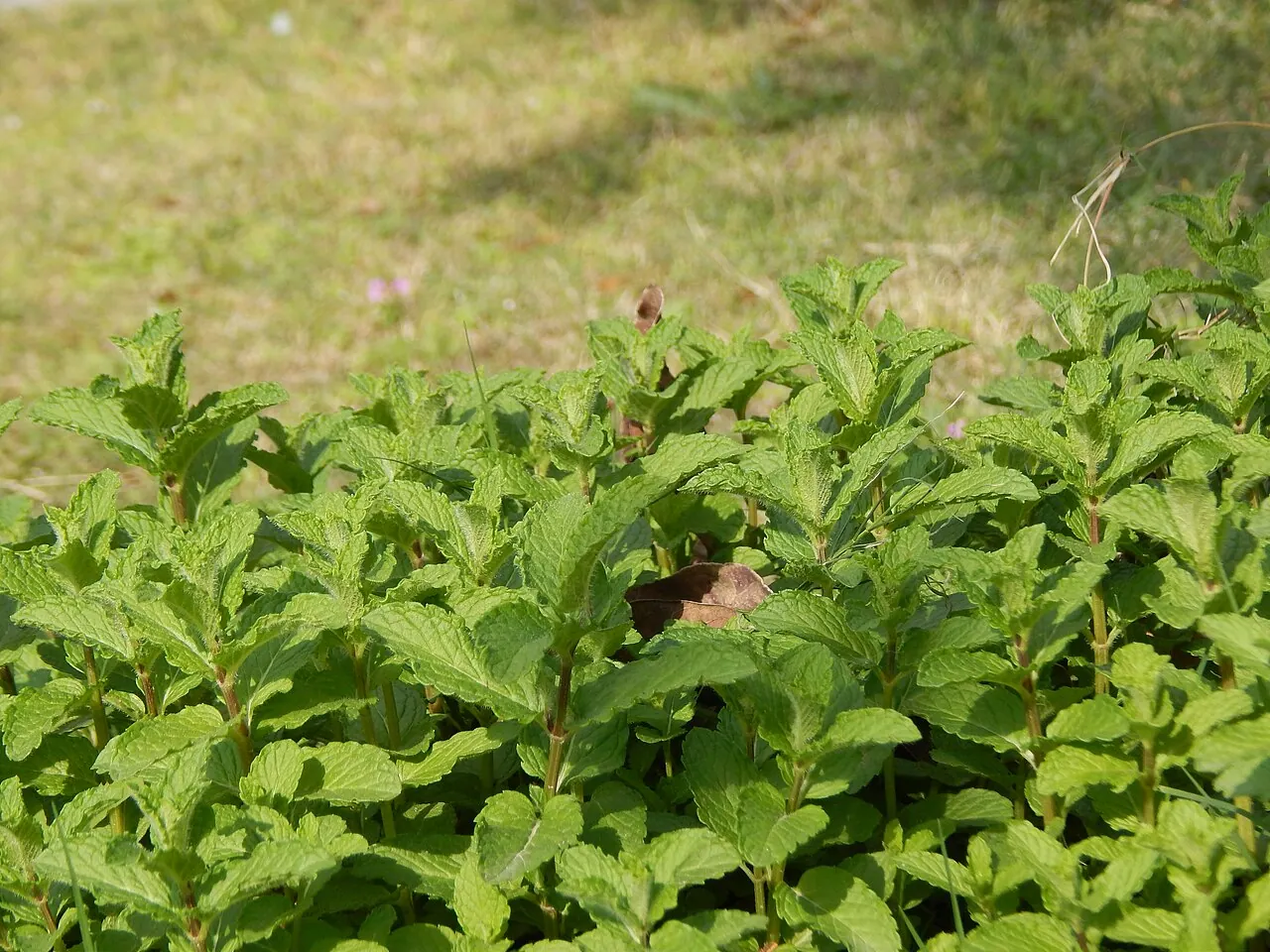 Photograph illustrating grow mint in pots in the uk