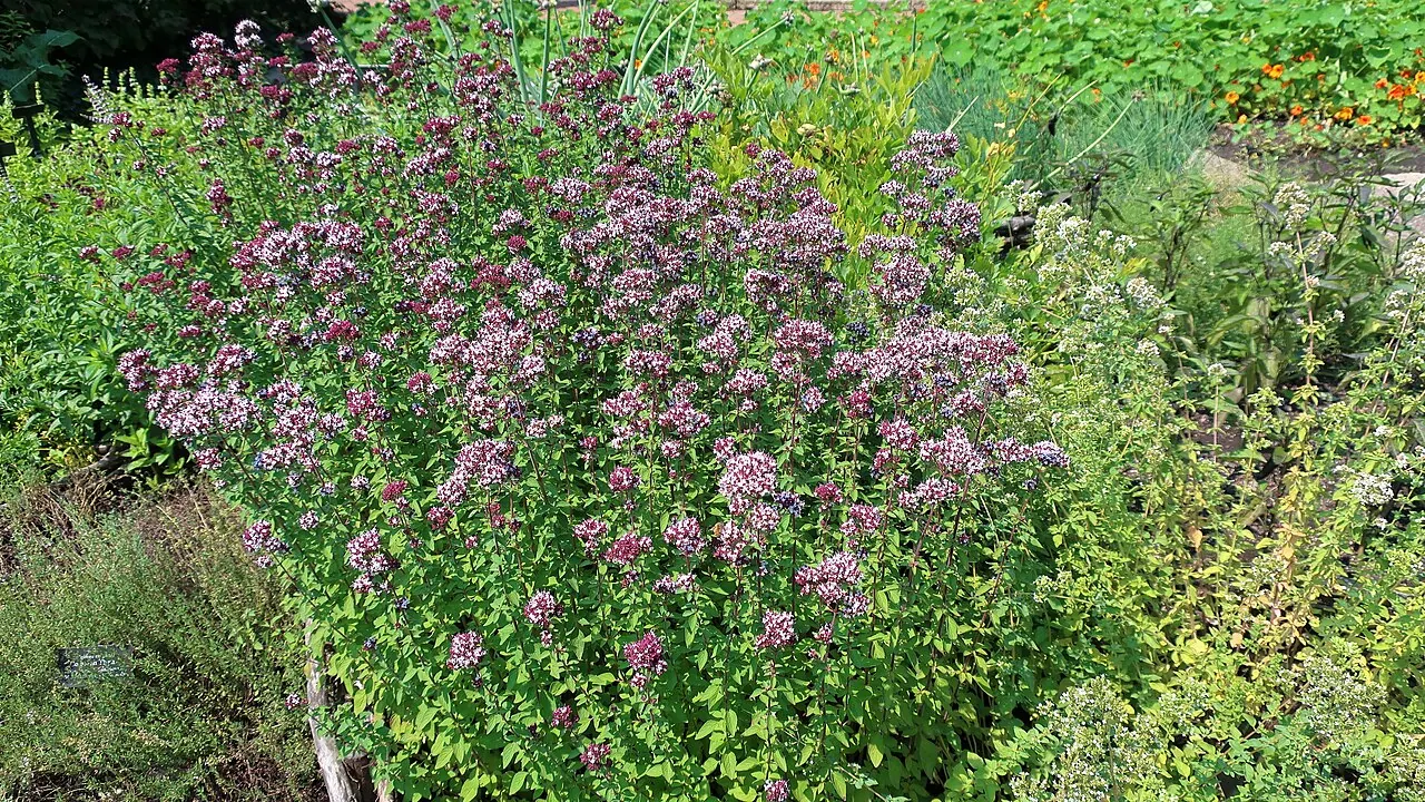 Photograph illustrating grow oregano in the uk, from planting to harvesting