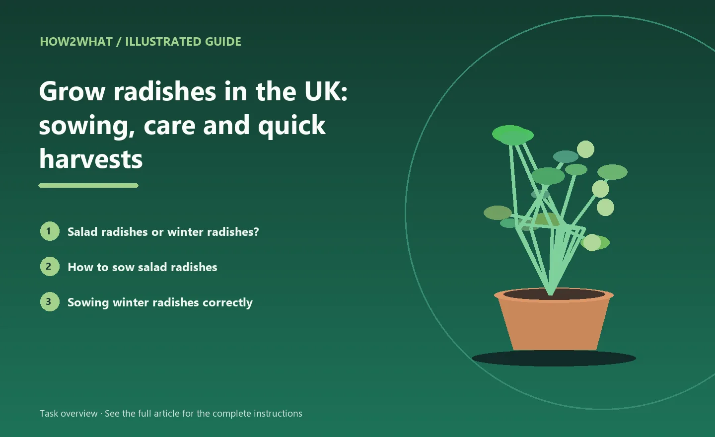 Illustrated task overview for How to grow radishes in the UK: sowing, care and quick harvests