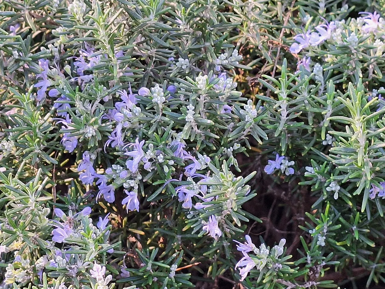 Photograph illustrating grow rosemary in the uk: pots, pruning and winter care