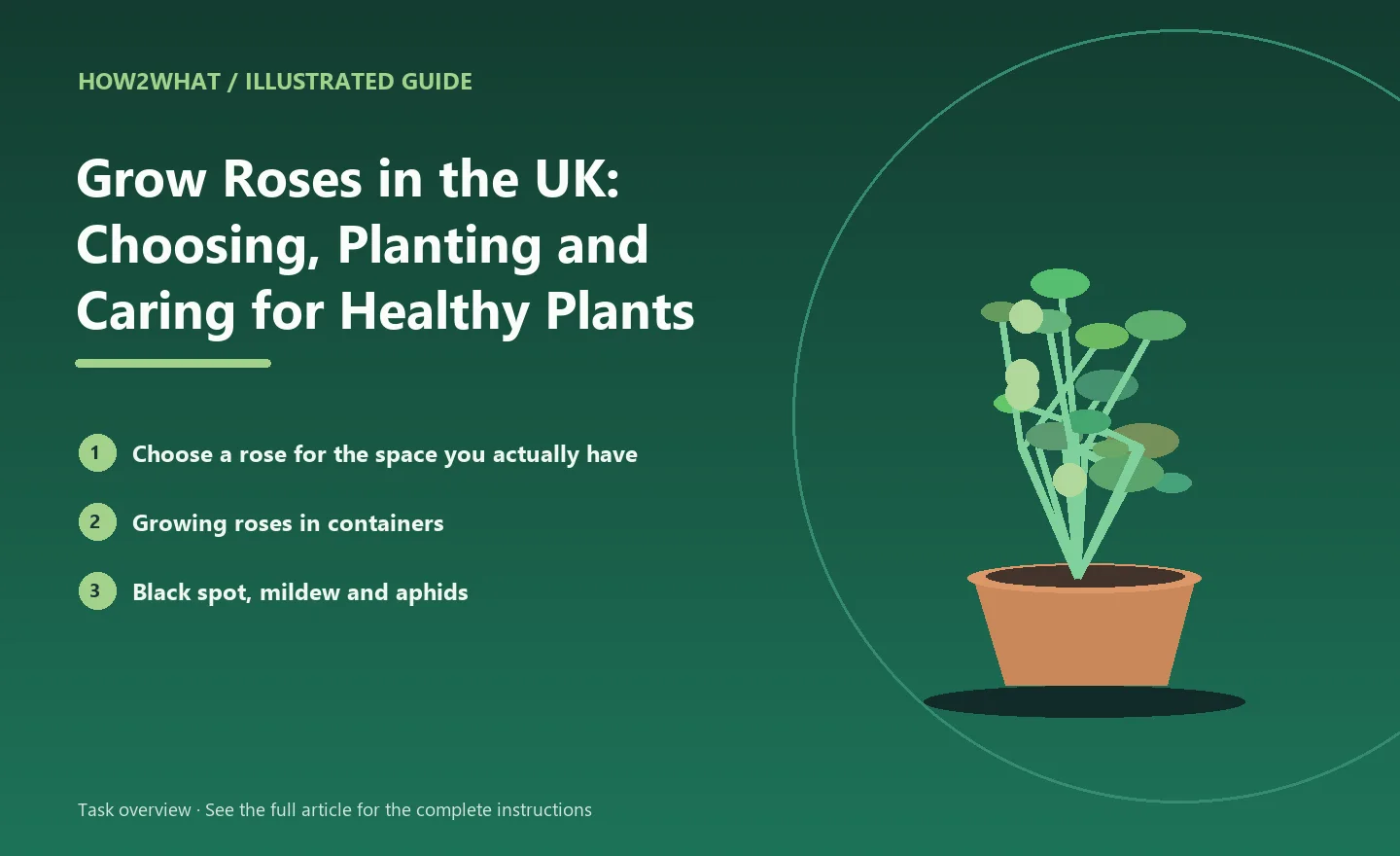 Illustrated task overview for How to Grow Roses in the UK: Choosing, Planting and Caring for Healthy Plants
