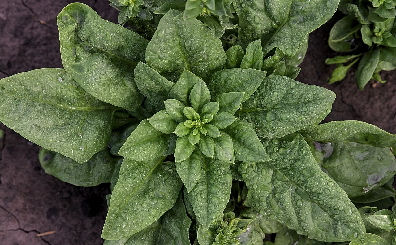 Photograph illustrating grow spinach in the uk for repeated leaf harvests