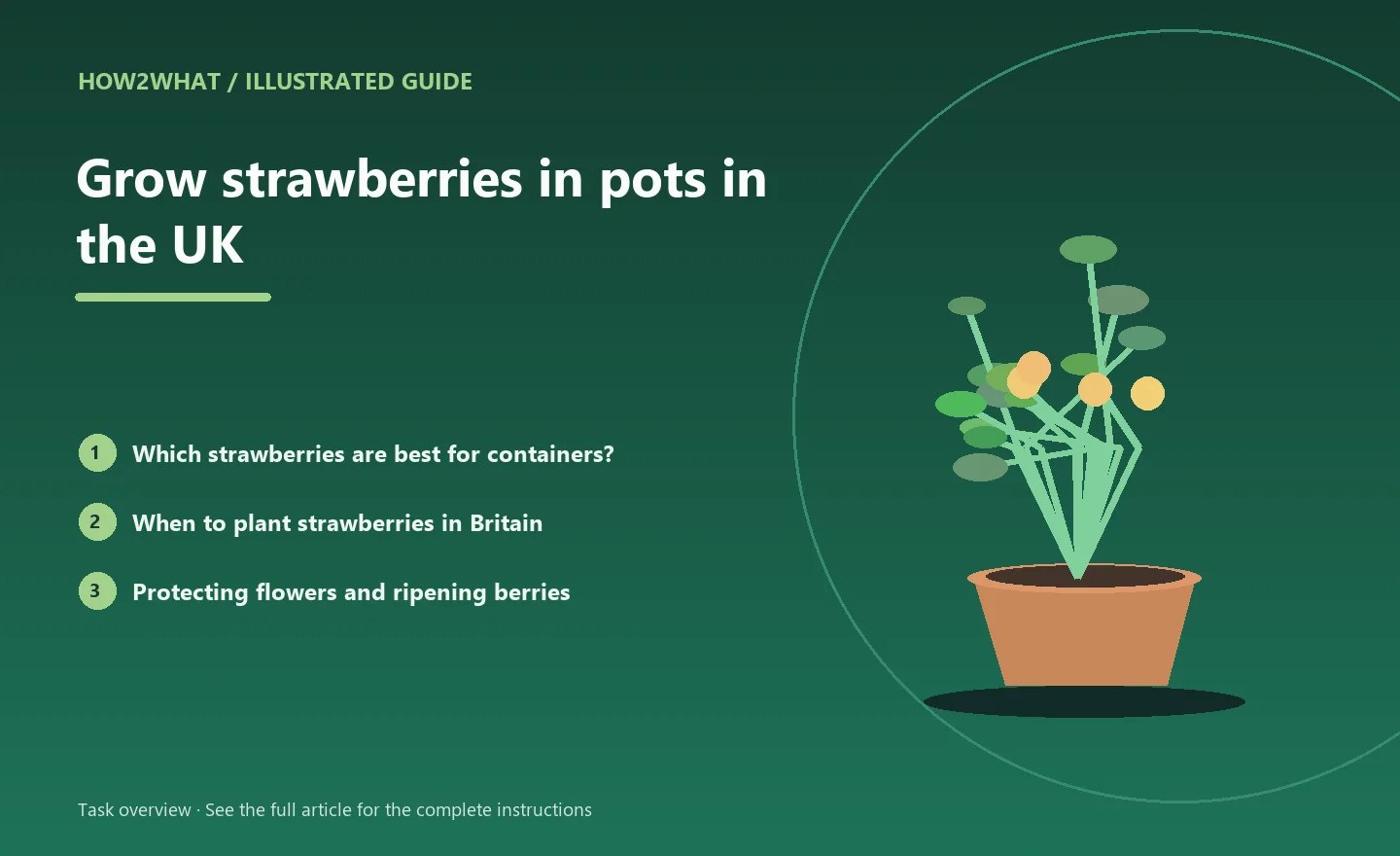 Illustrated task overview for How to grow strawberries in pots in the UK