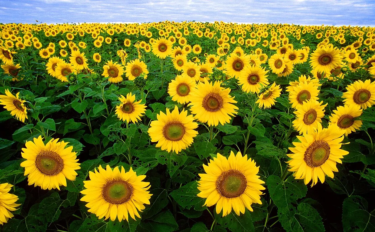 Photograph illustrating grow sunflowers from seed in the uk