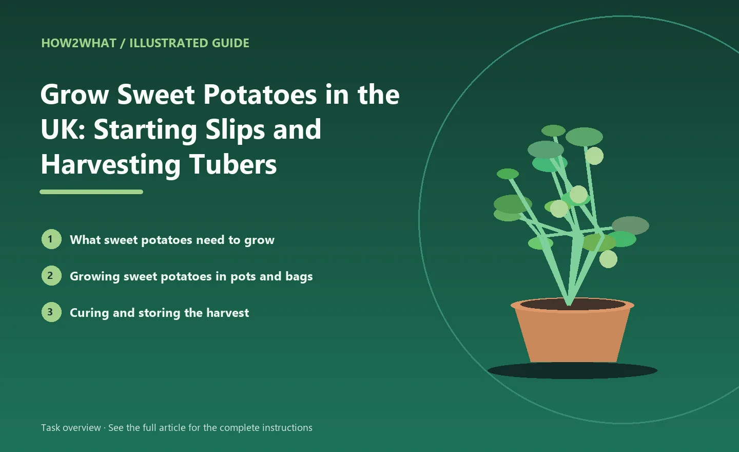 Illustrated task overview for How to Grow Sweet Potatoes in the UK: Starting Slips and Harvesting Tubers