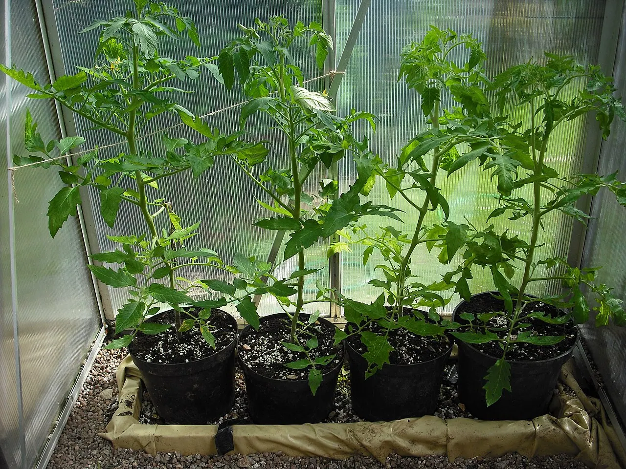 Photograph illustrating grow tomatoes in pots in the uk