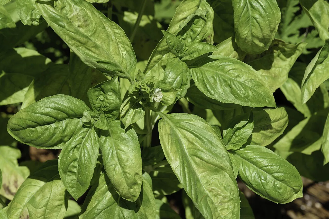 Photograph illustrating harvest a basil plant without stopping it growing
