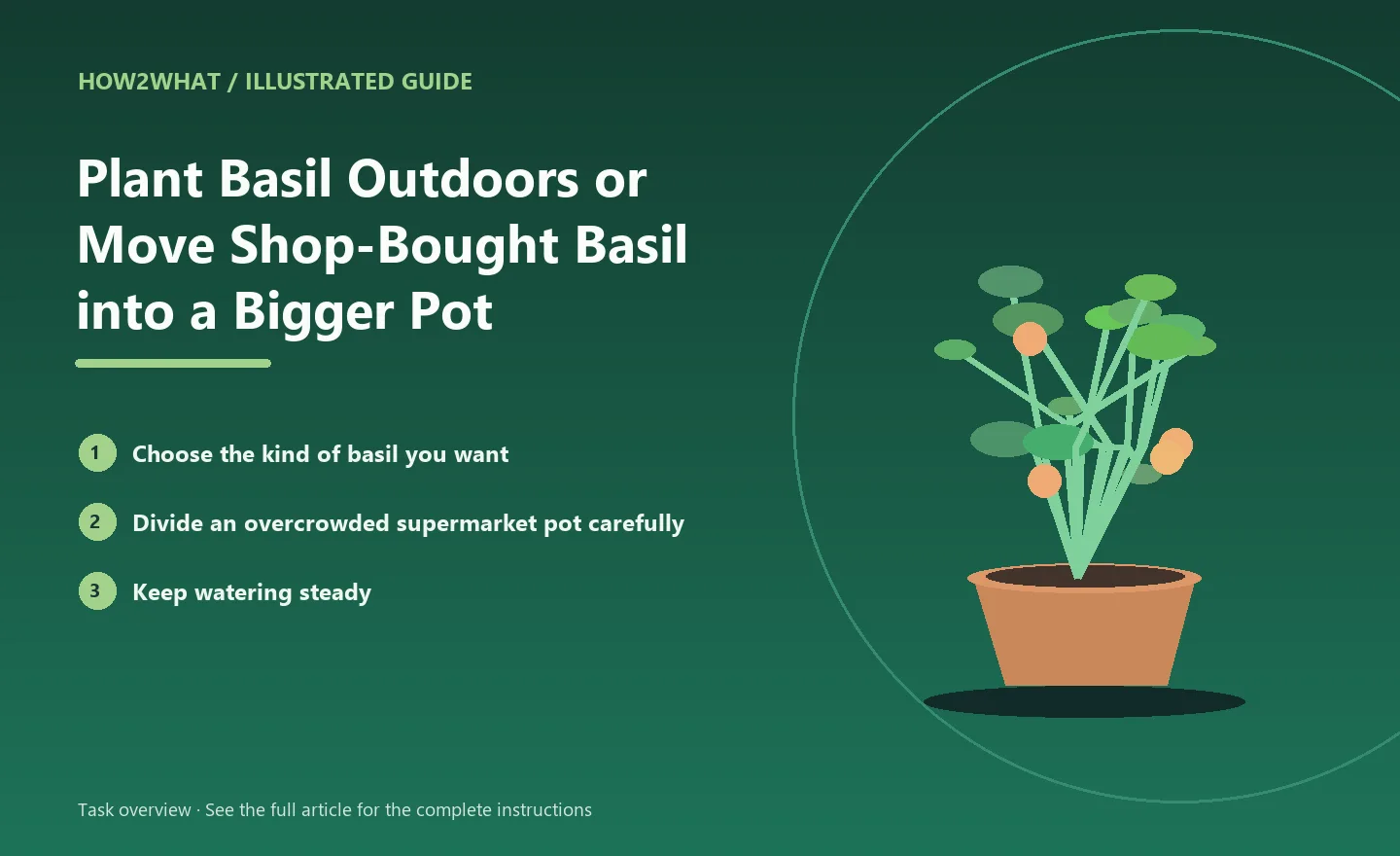 Illustrated task overview for How to Plant Basil Outdoors or Move Shop-Bought Basil into a Bigger Pot