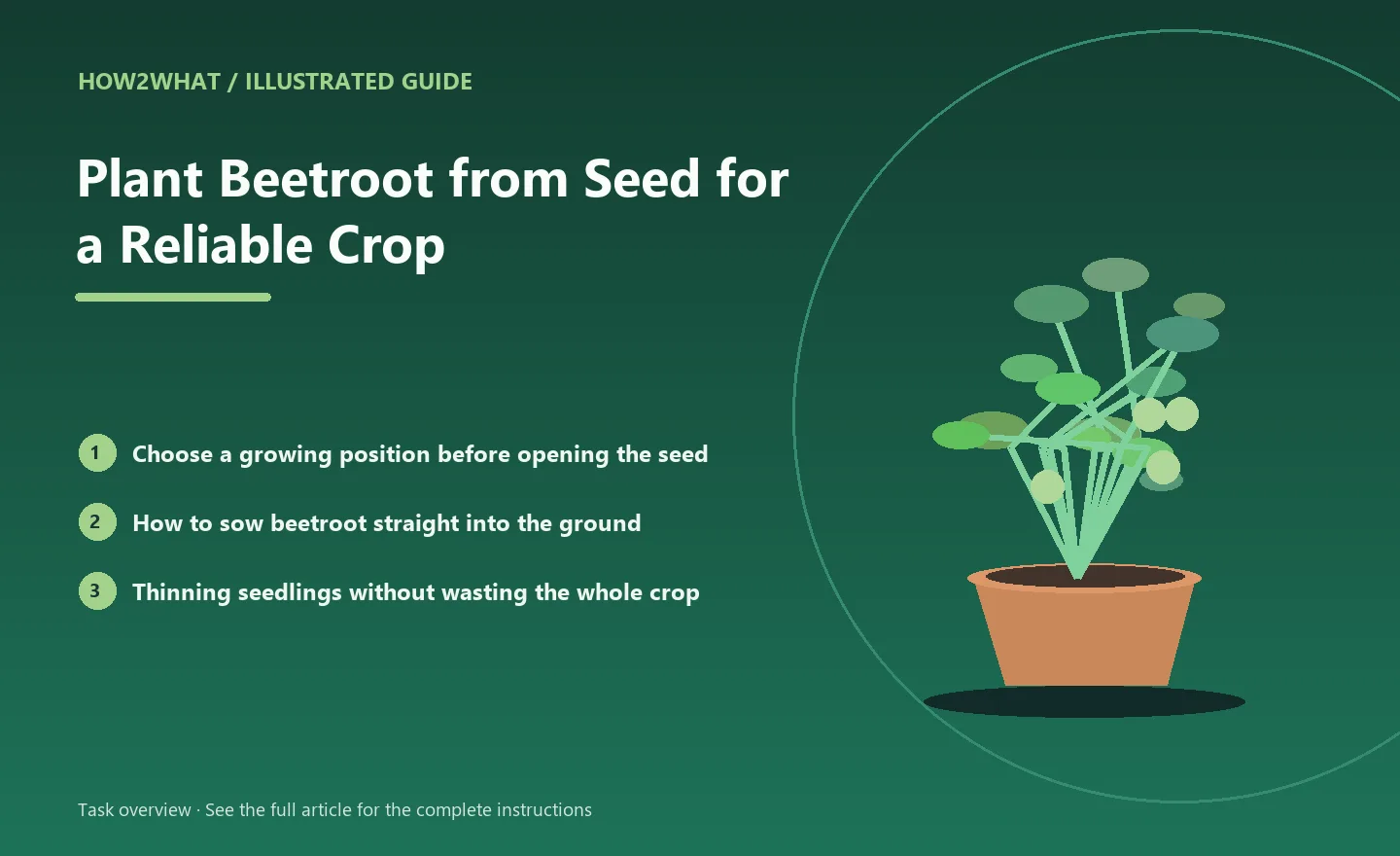 Illustrated task overview for How to Plant Beetroot from Seed for a Reliable Crop