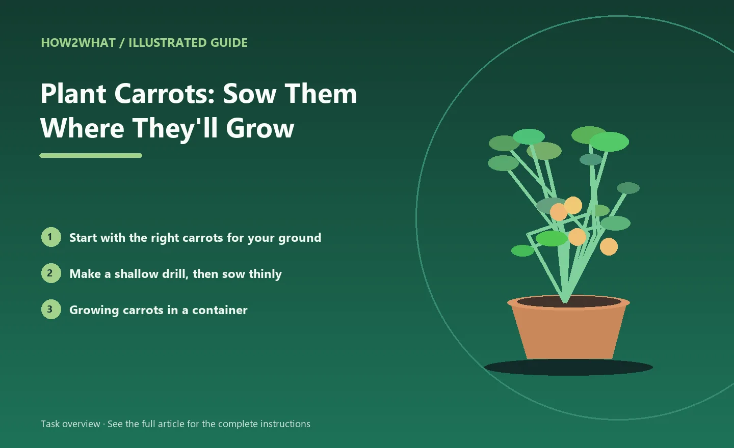 Illustrated task overview for How to Plant Carrots: Sow Them Where They'll Grow