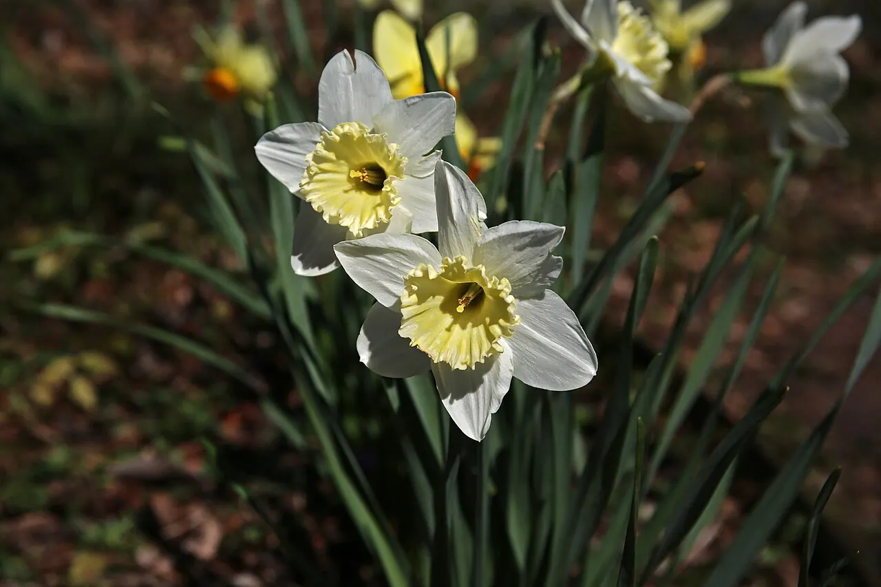 Photograph illustrating plant daffodil bulbs in the uk for spring flowers