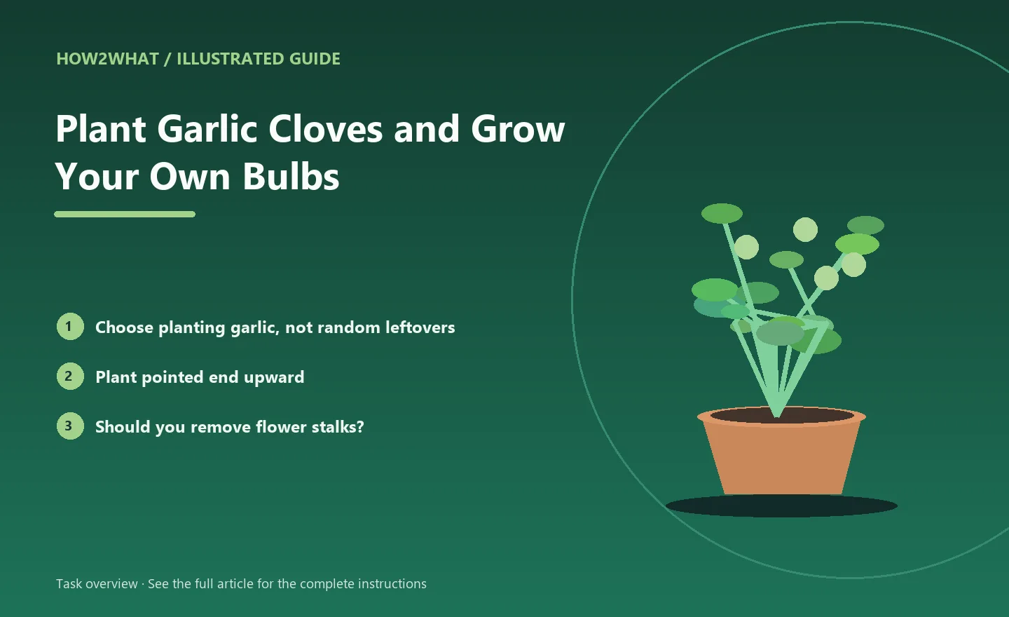 Illustrated task overview for How to Plant Garlic Cloves and Grow Your Own Bulbs