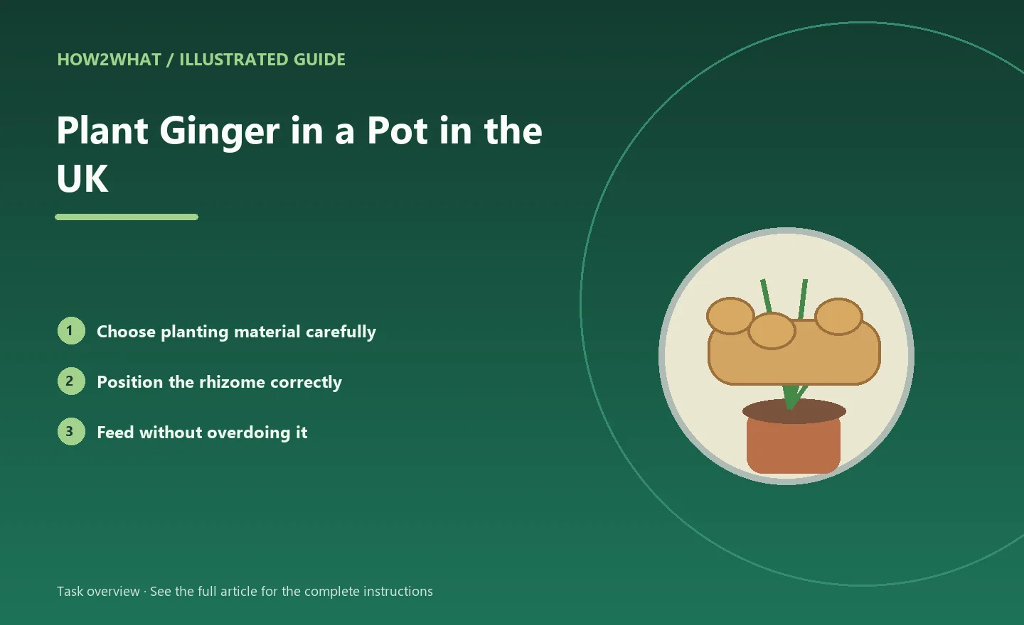 Illustrated task overview for How to Plant Ginger in a Pot in the UK
