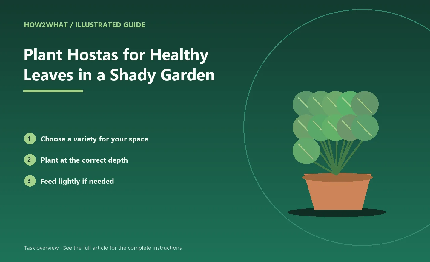 Illustrated task overview for How to Plant Hostas for Healthy Leaves in a Shady Garden