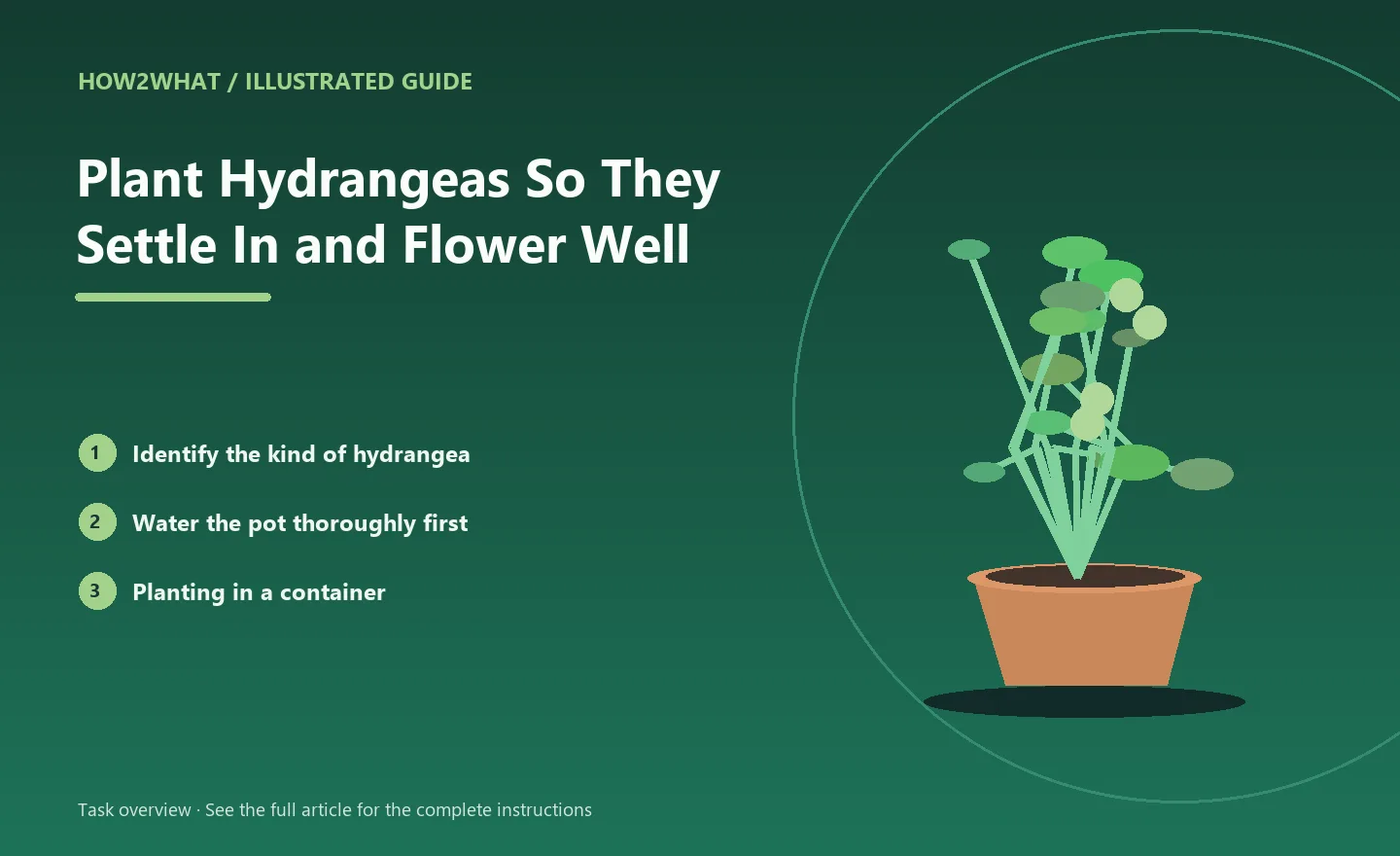 Illustrated task overview for How to Plant Hydrangeas So They Settle In and Flower Well