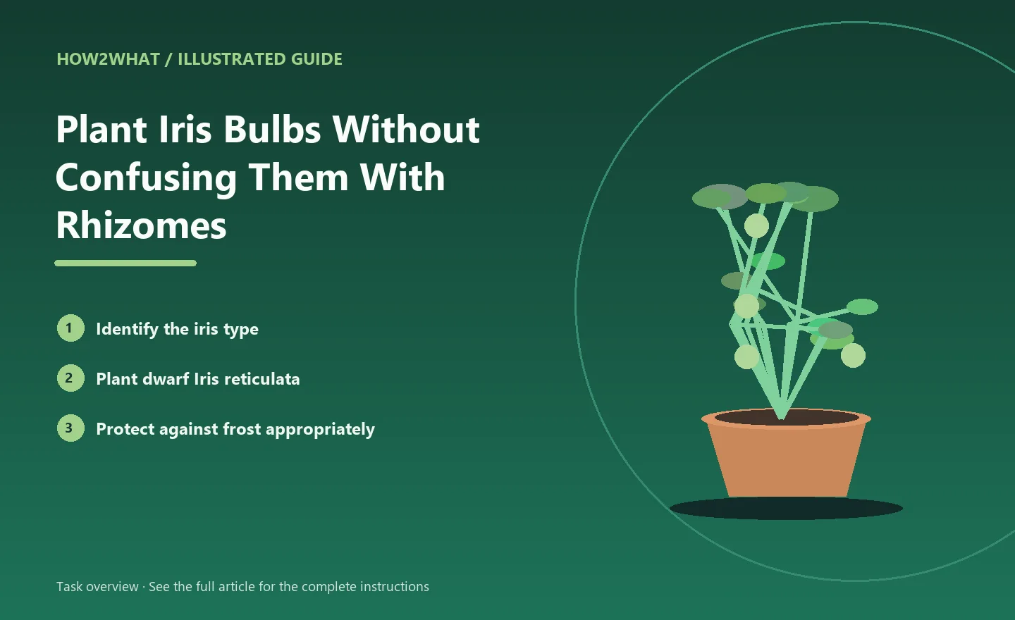 Illustrated task overview for How to Plant Iris Bulbs Without Confusing Them With Rhizomes
