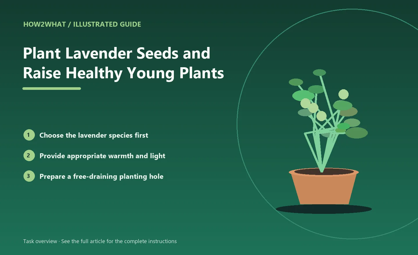 Illustrated task overview for How to Plant Lavender Seeds and Raise Healthy Young Plants