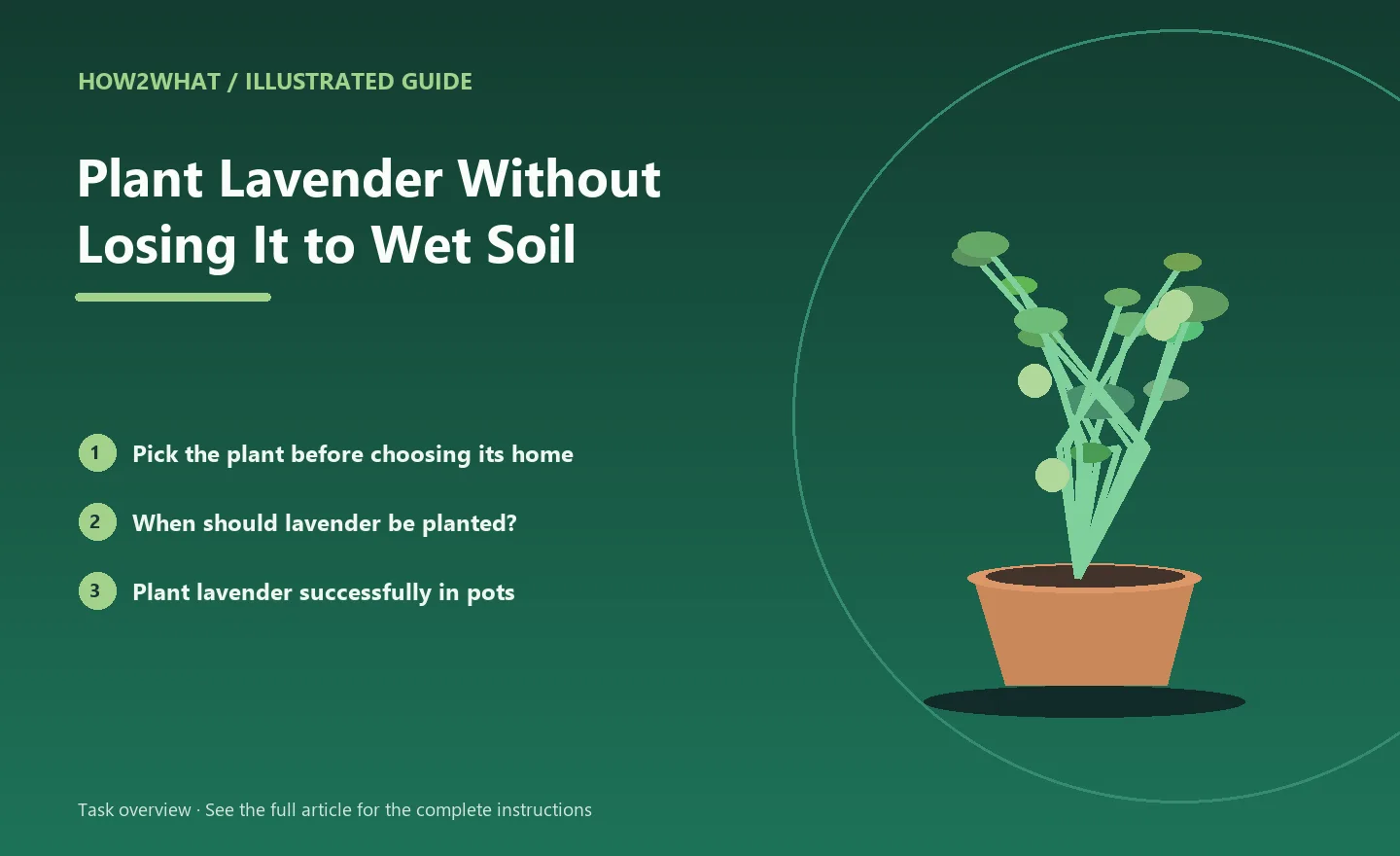 Illustrated task overview for How to Plant Lavender Without Losing It to Wet Soil