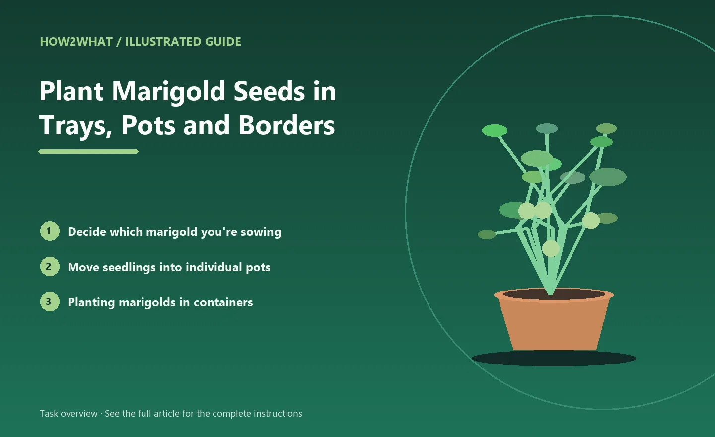 Illustrated task overview for How to Plant Marigold Seeds in Trays, Pots and Borders