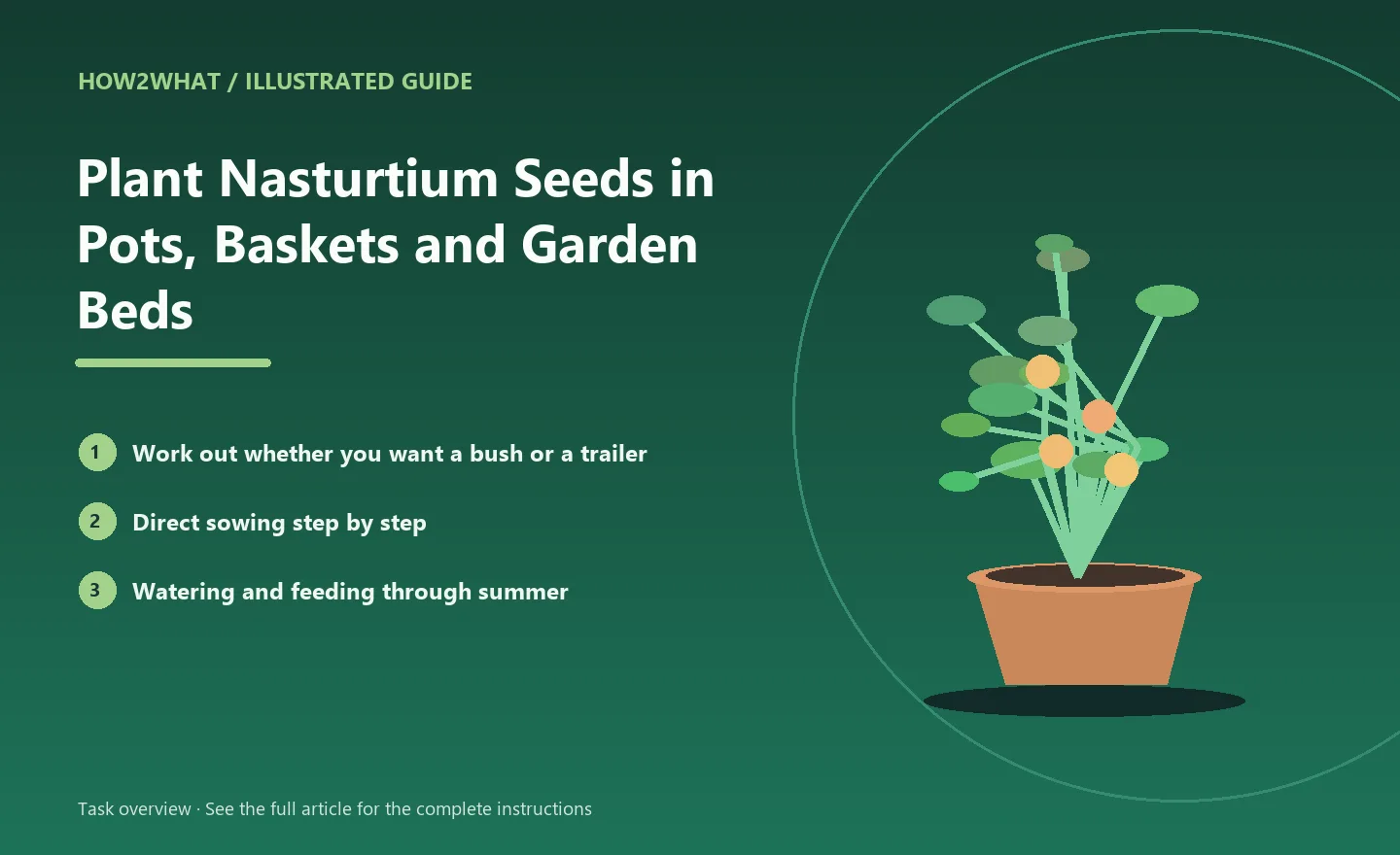 Illustrated task overview for How to Plant Nasturtium Seeds in Pots, Baskets and Garden Beds