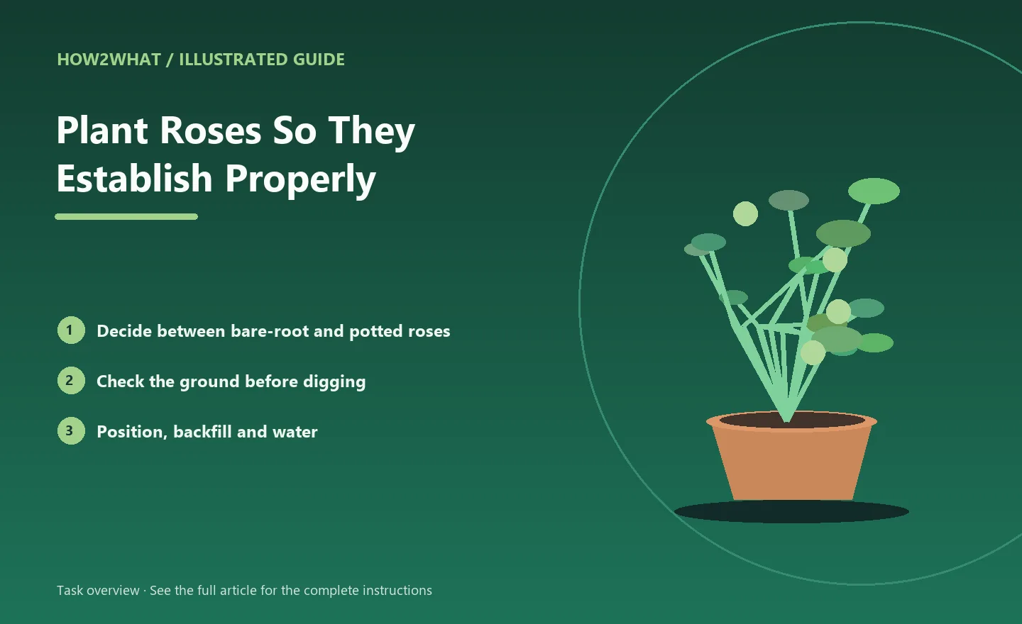 Illustrated task overview for How to Plant Roses So They Establish Properly