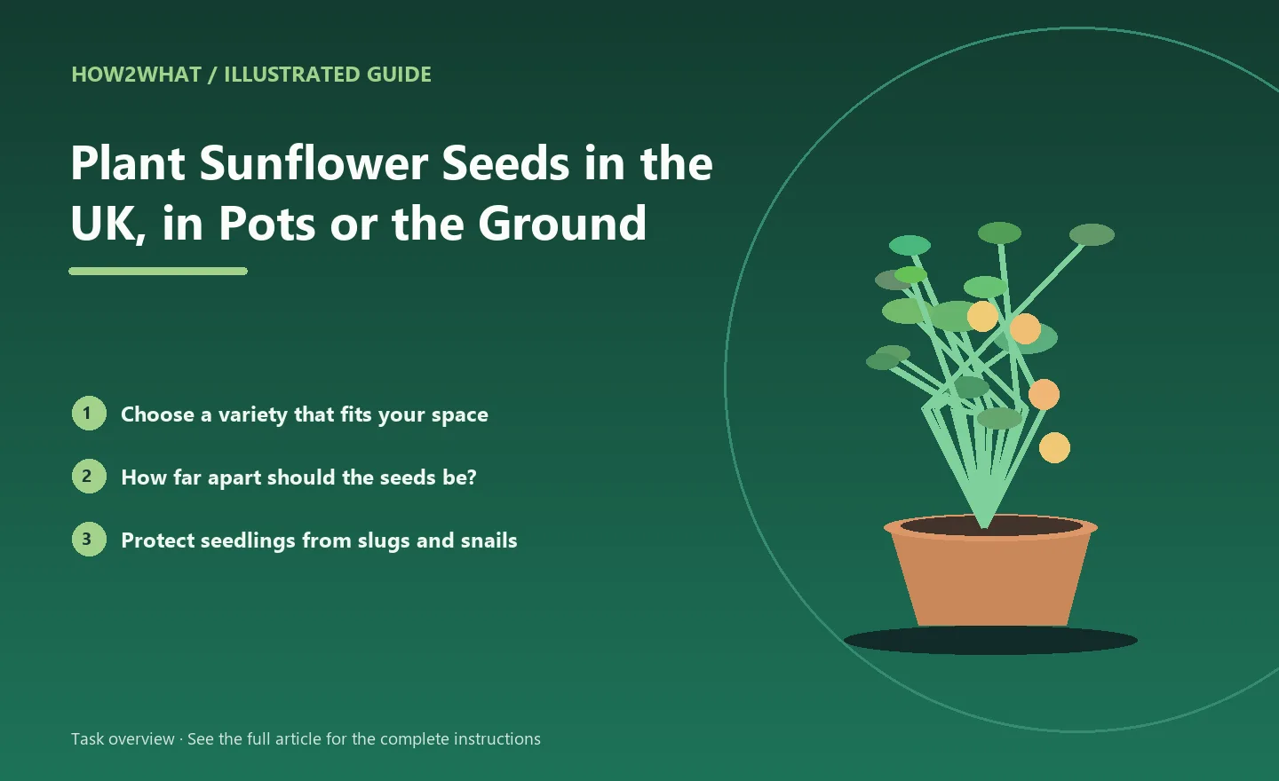 Illustrated task overview for How to Plant Sunflower Seeds in the UK, in Pots or the Ground