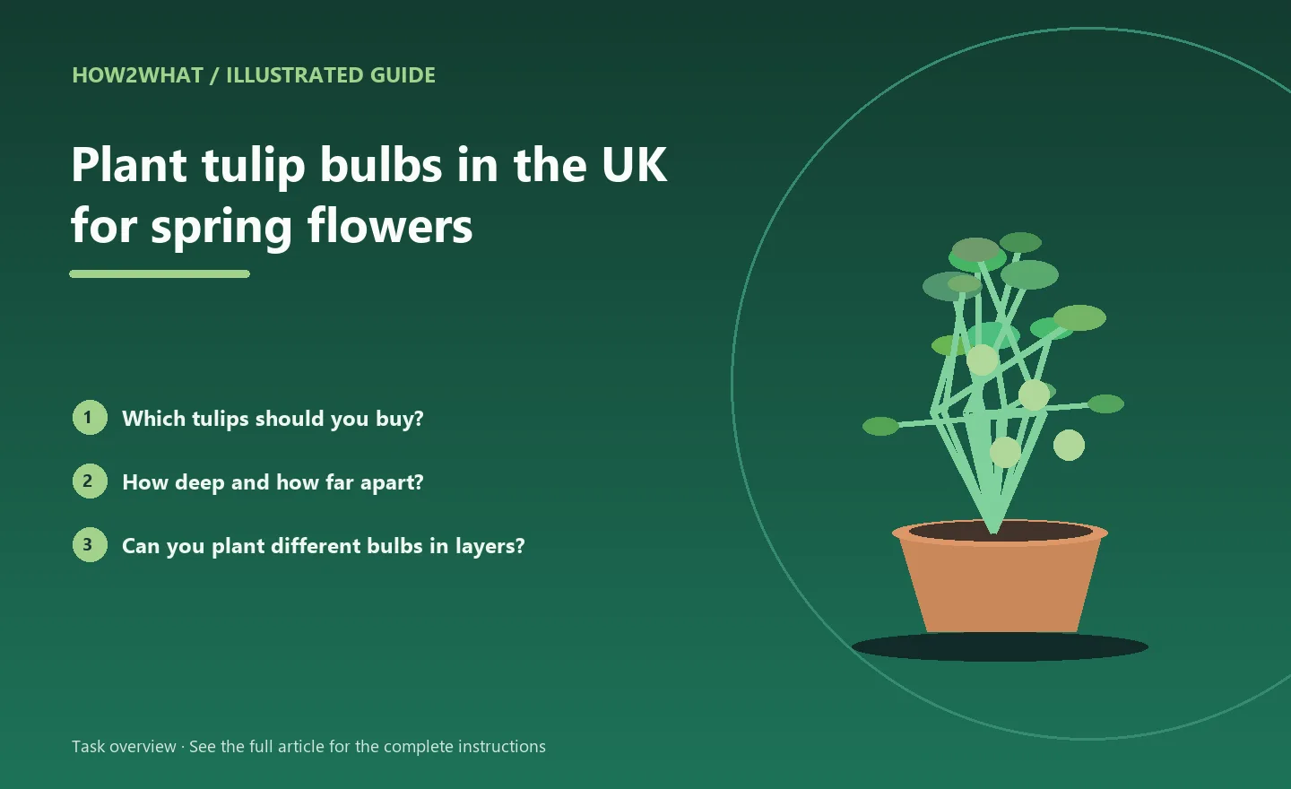 Illustrated task overview for How to plant tulip bulbs in the UK for spring flowers