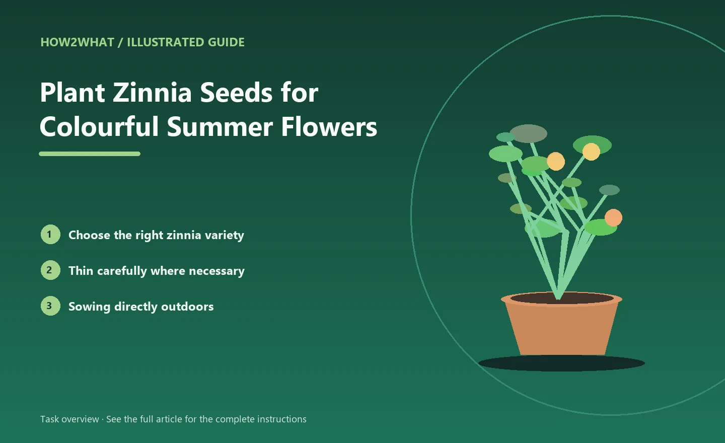 Illustrated task overview for How to Plant Zinnia Seeds for Colourful Summer Flowers