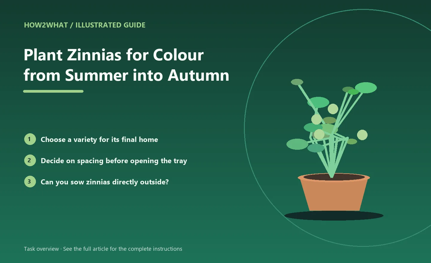 Illustrated task overview for How to Plant Zinnias for Colour from Summer into Autumn