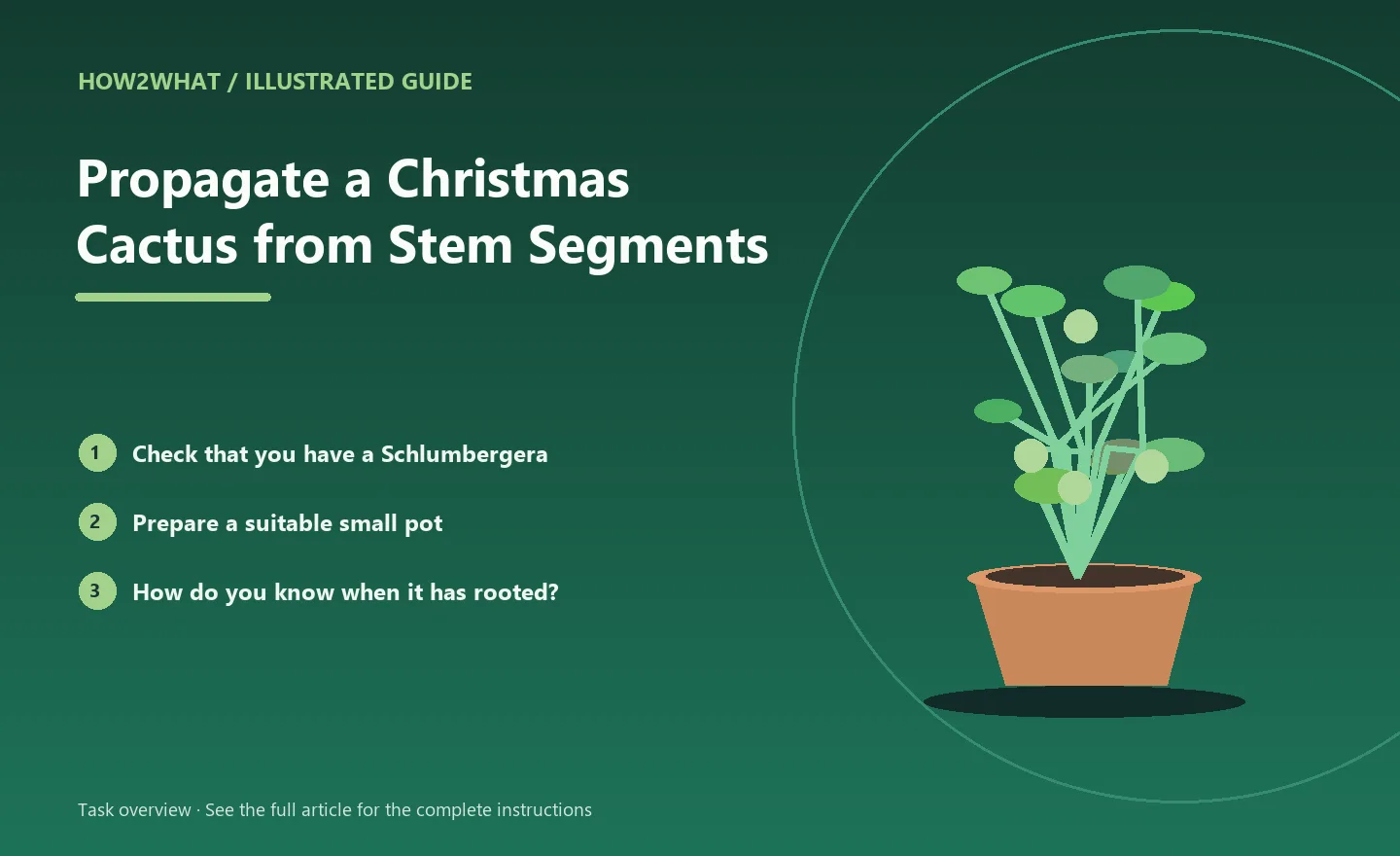 Illustrated task overview for How to Propagate a Christmas Cactus from Stem Segments