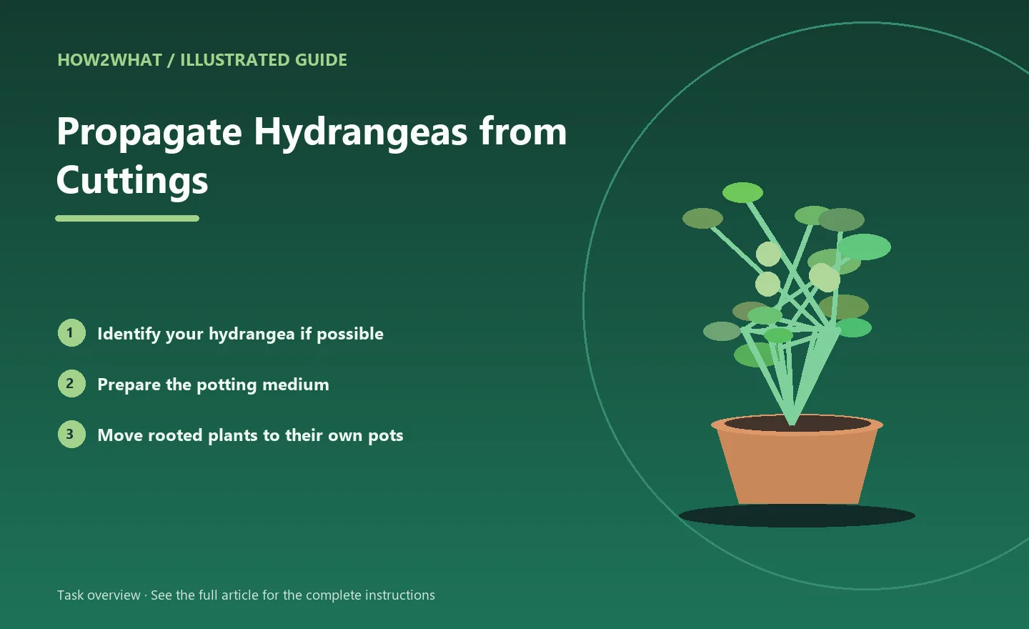 Illustrated task overview for How to Propagate Hydrangeas from Cuttings