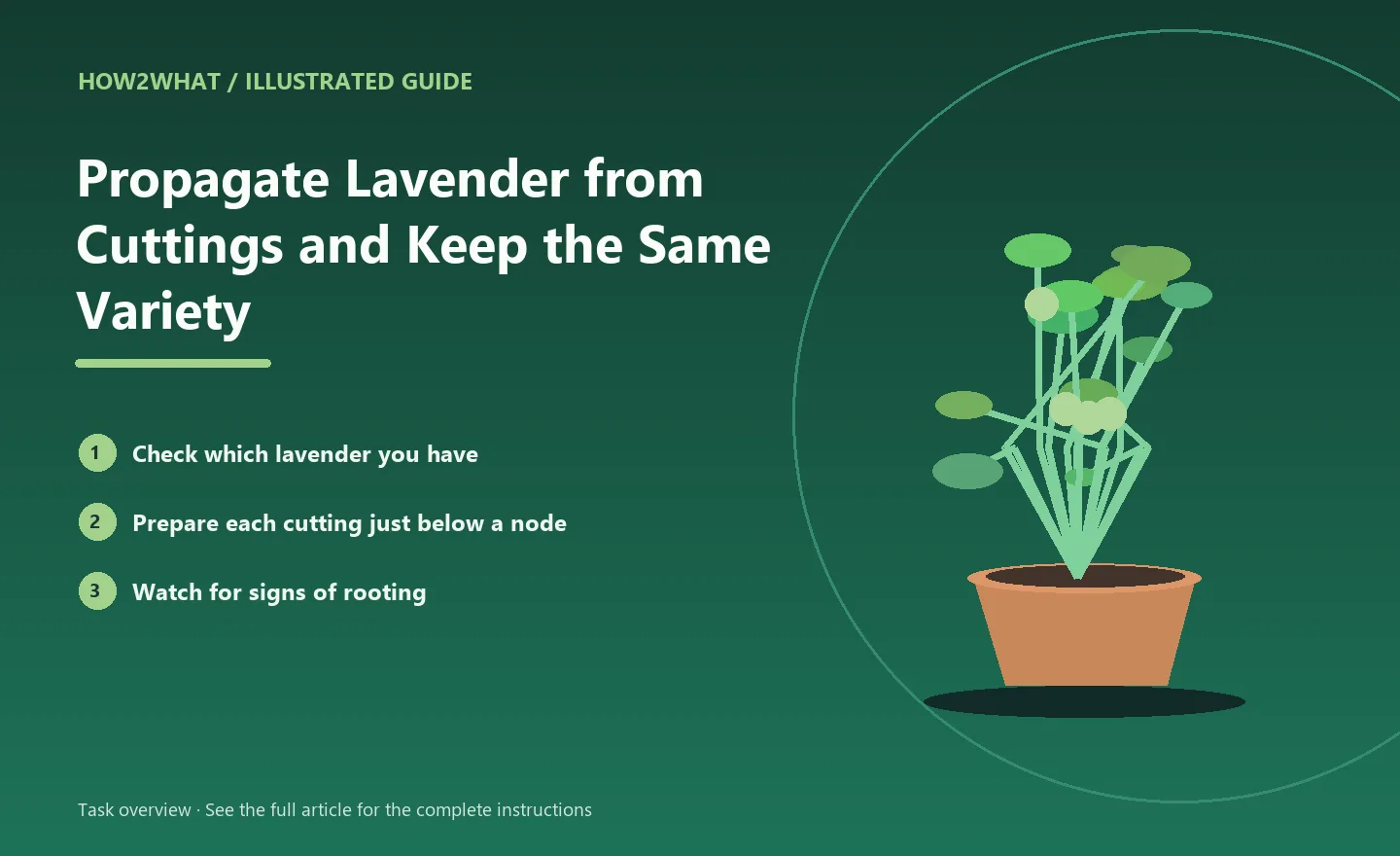 Illustrated task overview for How to Propagate Lavender from Cuttings and Keep the Same Variety