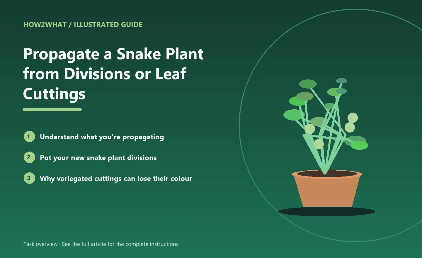 Illustrated task overview for How to Propagate a Snake Plant from Divisions or Leaf Cuttings