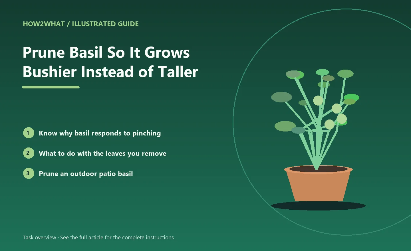 Illustrated task overview for How to Prune Basil So It Grows Bushier Instead of Taller